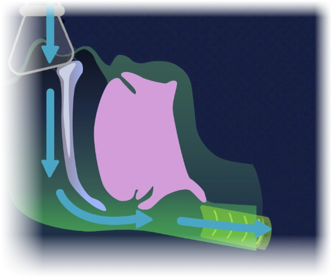 A detail of the same cross-section with the machine running: cyan arrows of pressurised air come down through the mask, past the soft palate, under the tongue and away down the trachea. The airway is open.